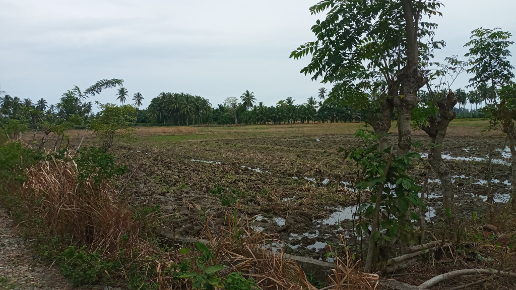 persawahan gampong barat daya