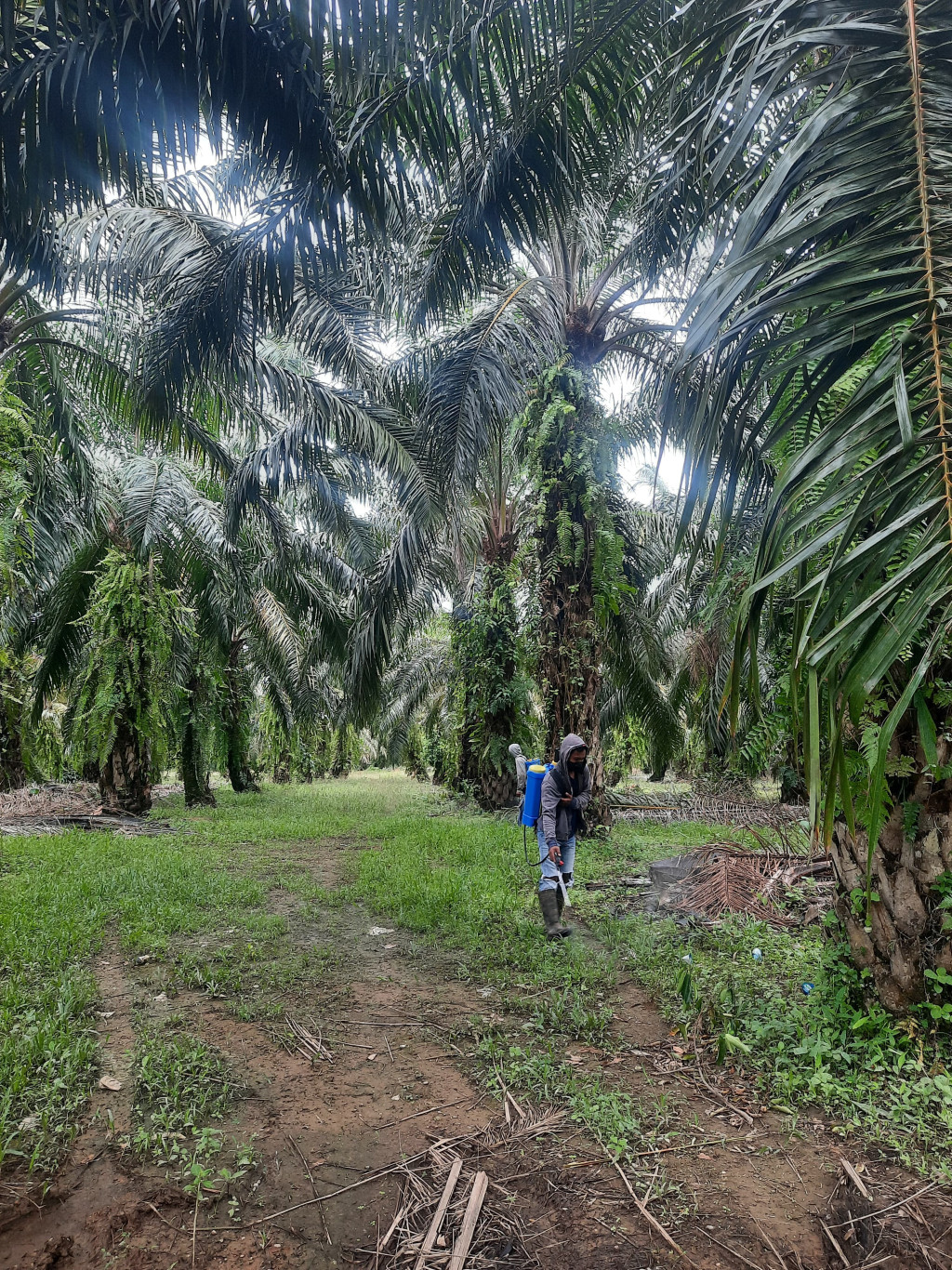 perkebunan sawit di pasie lembang milik gampong barat daya